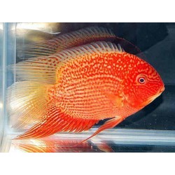 Северум красный жемчуг сортовой (Heros severum var. "Super Red Perl") - 3-4см