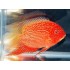 Северум красный жемчуг сортовой (Heros severum var. "Super Red Perl") - 3-4см