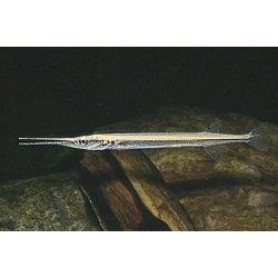  Щука азиатская, сарган (Xenentodon cancila) - 11-13см