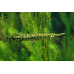 Щука панцирная (Lepisosteus oculatus) - 12-15см