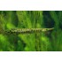 Щука панцирная (Lepisosteus oculatus) - 12-15см