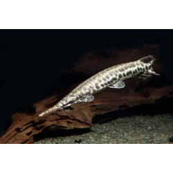 Щука панцирная (Lepisosteus tristoechus) - 8-9см