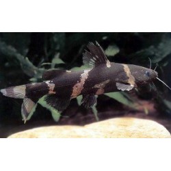 Сиамская касатка (Leiocassis siamensis) - 2,5-3см