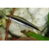 Сиамский водорослеед САЕ (Epalzeorhynchos siamensis) - 2-2,5см