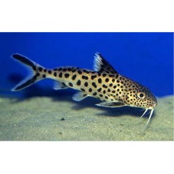 Синодонтис кукушка гибрид (Synodontis multipunctatus) - 2,5-3см