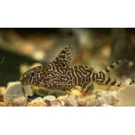 Синодонтис  (Synodontis eupterus) - 3см