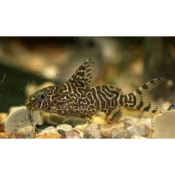 Синодонтис  (Synodontis eupterus) - 3см
