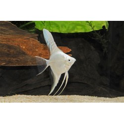 Скалярия белая платина (Pteregophylum Scallare) - 3-3.5см
