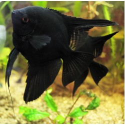 Скалярия черная (Pteregophylum Scallare) - 4см