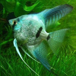 Скалярия голубая (Pteregophylum Scallare) - 5см