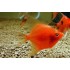 Скалярия красный дьявол (Pteregophylum Scallare) - 3-3,5см