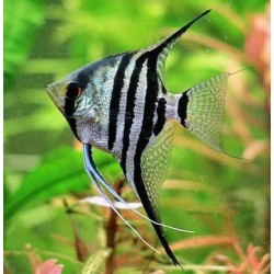 Скалярия полосатая  (Pteregophylum Scallare) - 4,5-5см