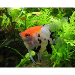 Скалярия трехцветная кои (Pteregophylum Scallare) - 3см