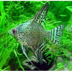 Скалярия зеленый ангел (Pteregophylum Scallare) - 3-4см