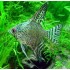Скалярия зеленый ангел (Pteregophylum Scallare) - 3-4см
