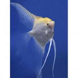 Скалярия желтая (Pteregophylum Scallare) - 3-4см