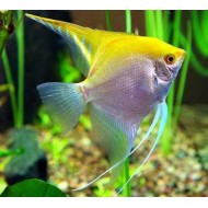 Скалярия желтая (Pteregophylum Scallare) - 5см