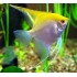 Скалярия желтая (Pteregophylum Scallare) - 5см