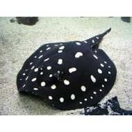 Скат леопольди Poblack самка (Potamotrygon Leopoldi) - 16см