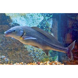 Слонорыл мормирус (Mormyrus longirostris) - 6-7см