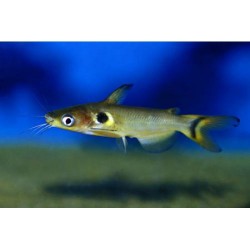 Сом павлиний глаз (Horabagrus brachysoma) - 3-4см