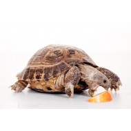 Среднеазиатская сухопутная черепаха (Testudo horsfieldii) - 9-10см