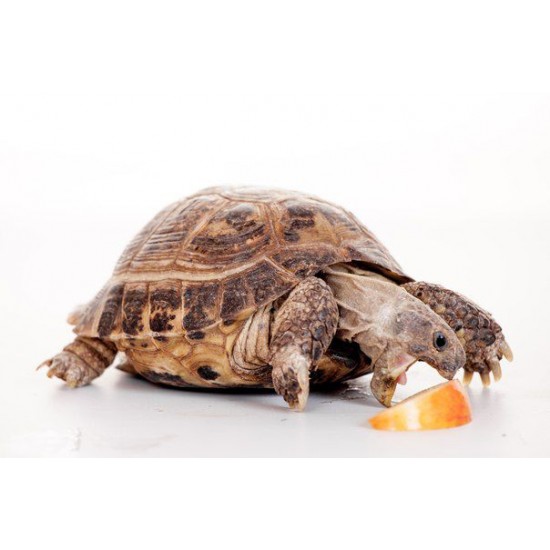Фото Среднеазиатская сухопутная черепаха (Testudo horsfieldii) - 9-10см Смотреть