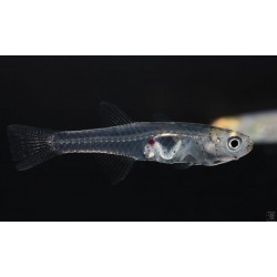 Стеклянный бычек (Gobiopterus chuno) - 2-3см