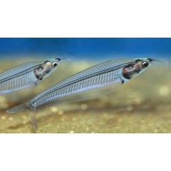 Стеклянный полосатый индийский сом (Kryptoterus bicirrhis) - 5-5,5см