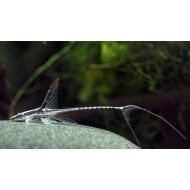 Стурисома панамская (Sturisoma panamense) - 5-6см