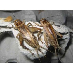 Сверчек банановый (Grillus assimilis), тыс. шт