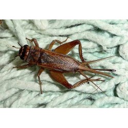 Сверчек домовой (Acheta domesticus), тыс. шт