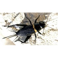 Сверчок двупятнистый (Gryllus bimaculatus), тыс. шт