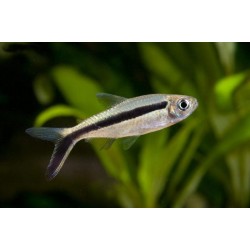 Таерия косая (Thayeria obliqua) - 3см