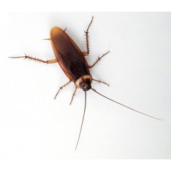 Таракан американский (Periplaneta americana), тыс. шт