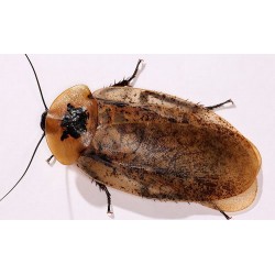 Таракан архимандрита (Archimandrita tesselata), шт.