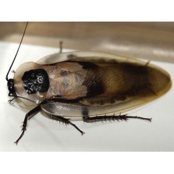 Таракан центральноамериканский (Blaberus cranifer), шт.