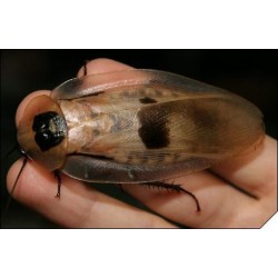 Таракан кубинский (Blaberus giganteus), шт.