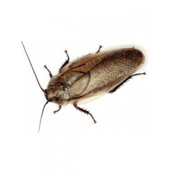 Таракан мраморный (Neuphoeta cinerea), тыс. шт