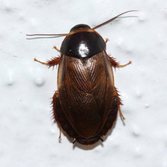 Фото Таракан суринамский (Picnoscelus surinamensis), тыс. шт labeo.com.ua