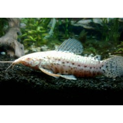 Таракатум альбинос (Hoplosternum thoracatum albino) - 3см