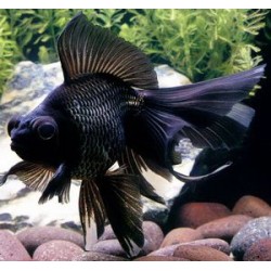 Телескоп черный (Carassius auratus) - 4см