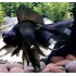 Телескоп черный (Carassius auratus) - 4см