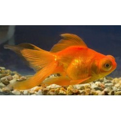 Телескоп красный  (Carassius auratus var. Red) - 5-6см