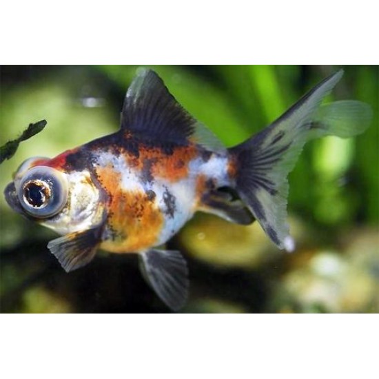 Фото Телескоп ситцевый (Carassius auratus) - 4-5см Смотреть