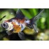 Телескоп ситцевый (Carassius auratus) - 4-5см