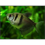 Тернеция (Gymnocorymbus ternetzi) - 1,5см