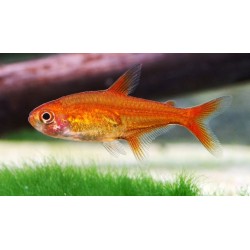 Тетра аманда (Hyphessobrycon amandae) - 1-2см