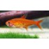 Тетра аманда (Hyphessobrycon amandae) - 1-2см