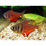 Тетра фон рио (Hyphessobrycon flammeus) - 2-2.5см